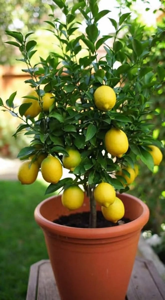 Imported Kagzi Lemon (Kagzi Nimbu) Grafted Plant –  Live Plant | High Yield Citrus Fruit Tree