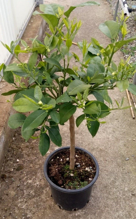 Imported Kagzi Lemon (Kagzi Nimbu) Grafted Plant –  Live Plant | High Yield Citrus Fruit Tree
