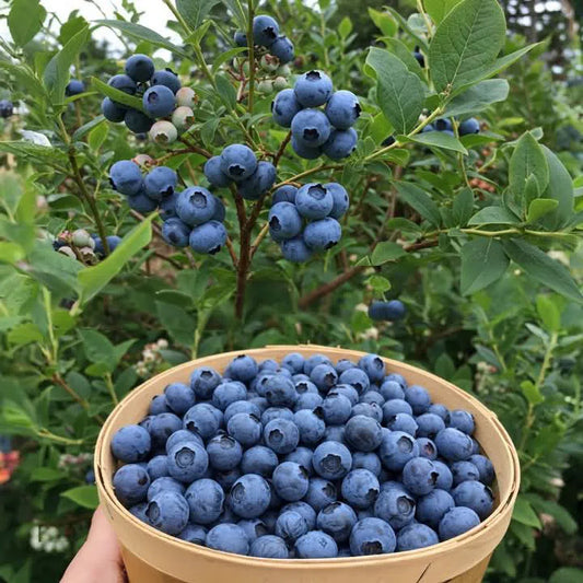 Imported Blueberry Fruit Plant – 2 Feet Tall Live Plant | Premium Berry Plant