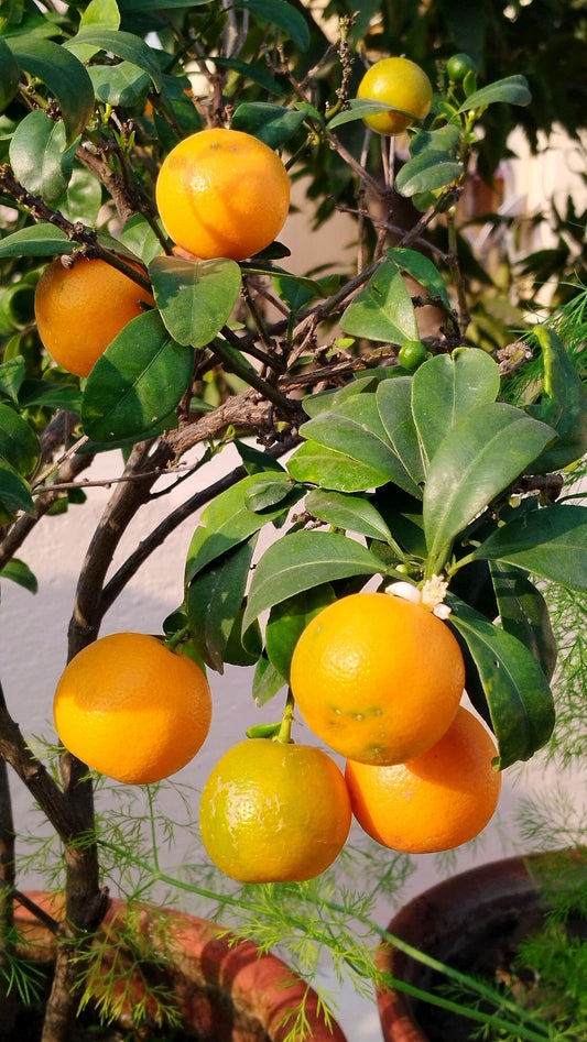 Imported Orange (Santra) Fruit Plant – 2 Feet Live Grafted Citrus Tree