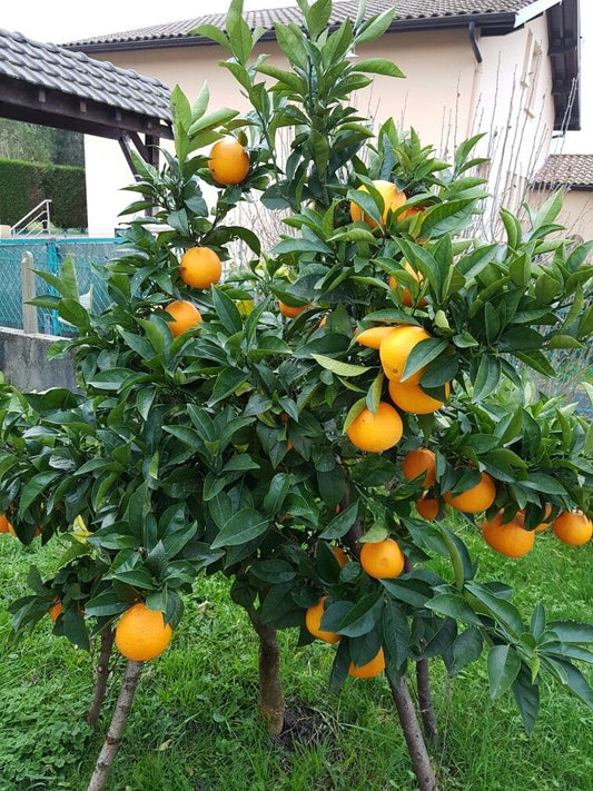 Imported Orange (Santra) Fruit Plant – 2 Feet Live Grafted Citrus Tree