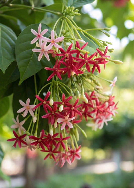 Madhumalti Dwarf Plant (Rangoon Creeper) – Live Flowering Plant | Fragrant Climbing Vine |