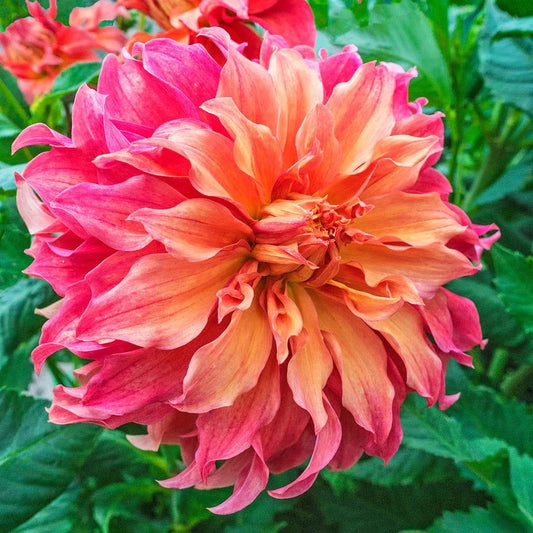 Dinner Plate Dahlia Flower Bulbs – Large Petal Mixed Colors | Pack of 5 Premium Bulbs