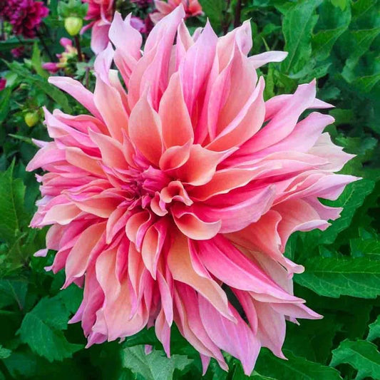 Dinner Plate Dahlia Flower Bulbs – Large Petal Mixed Colors | Pack of 5 Premium Bulbs