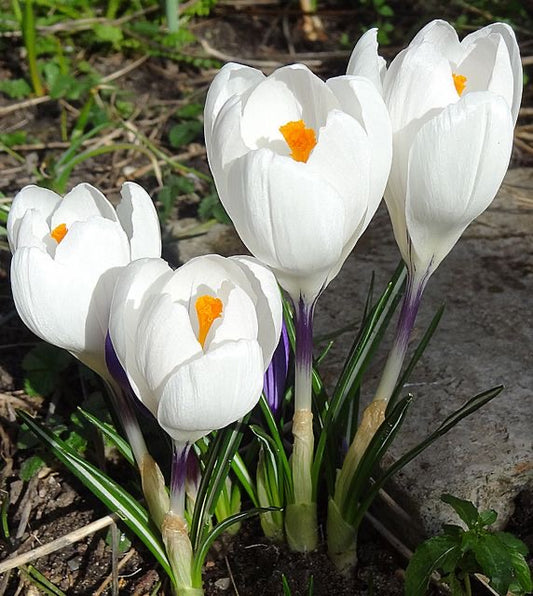 Crocus Flower Bulbs Pack of 5 | Premium Imported Crocus Bulbs | Spring Blooming Flowers