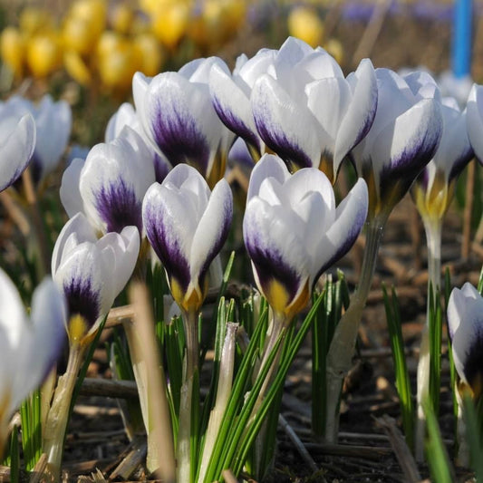 Crocus Flower Bulbs Pack of 5 | Premium Imported Crocus Bulbs | Spring Blooming Flowers