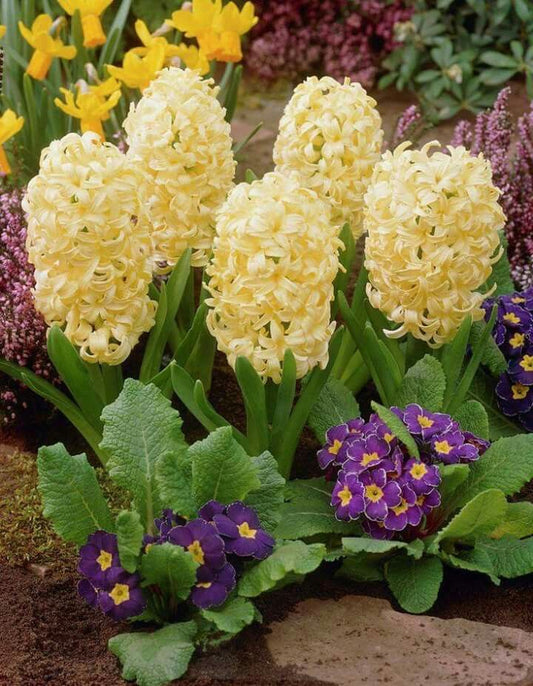 Imported Hyacinth Flower Bulbs Pack of 5 | Fragrant Spring Blooming Bulbs | Assorted Colors |