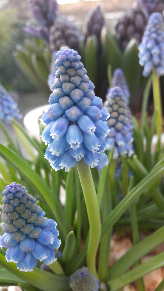 Muscari Flower Bulbs Pack of 5 | Imported Grape Hyacinth Bulbs | Spring Blooming Flowers