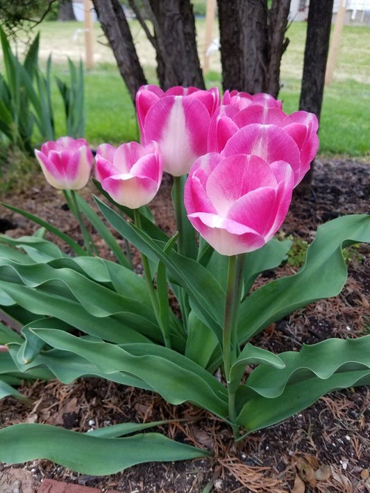 Mini Tulip Flower Bulbs Pack of 5 | Imported Dwarf Tulip Bulbs | Spring Blooming Flowers