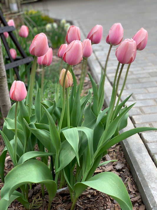 Mini Tulip Flower Bulbs Pack of 5 | Imported Dwarf Tulip Bulbs | Spring Blooming Flowers
