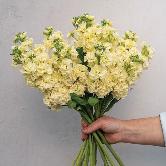 Stock Flower Seeds Pack of 50–70 Seeds | Winter Flower Seeds for Home Garden