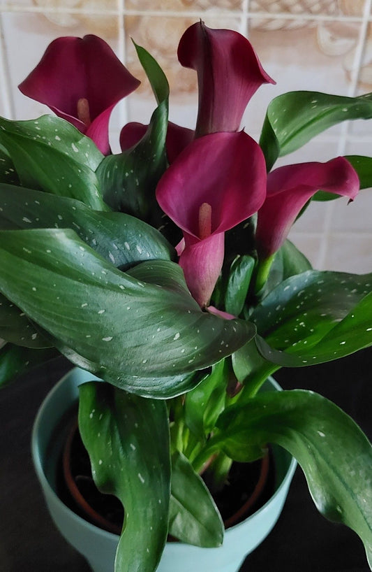 Imported Calla Lily Flower Bulbs – Pack of 2  | Exotic Zantedeschia Flower Bulbs