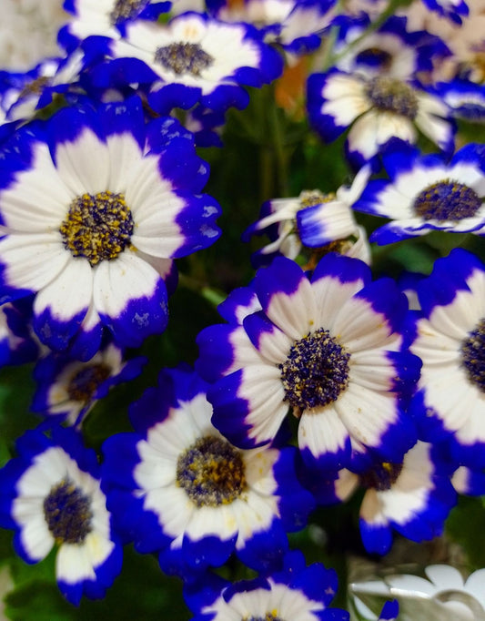 Cineraria Flower Seeds  (50 - 60) Seeds | Colorful Winter Flower Seeds