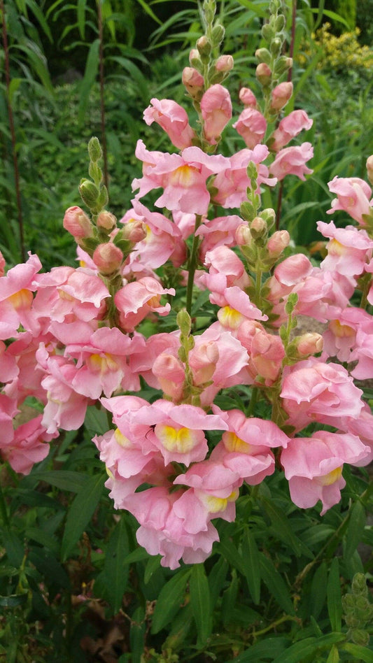 Snapdragon Flower Seeds – 60 to 80 Seeds | Colorful Antirrhinum Flower Seeds