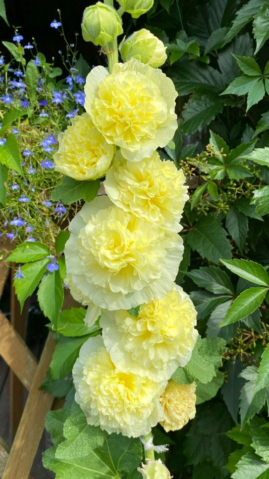 Double Hollyhock Flower Seeds – 50 to 70 Seeds | Alcea Rosea Double Flower Seeds