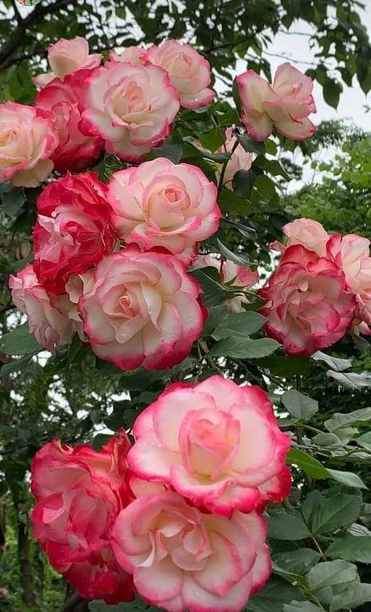 Imported Double Rose Flower Plant | Premium Double Petal Rose Plant for Home Garden