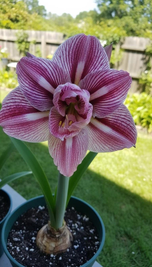 Imported Double Amaryllis Flower Bulbs – Pack of 5