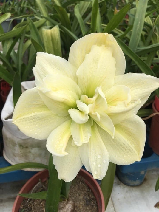 Imported Double Amaryllis Flower Bulbs – Pack of 5