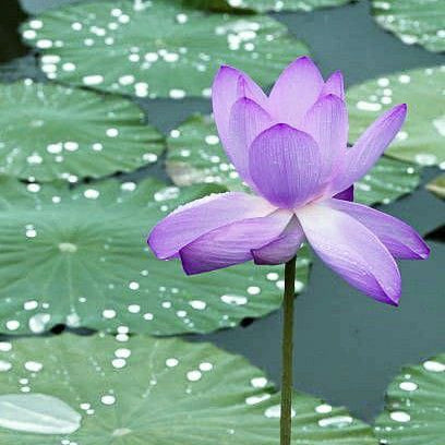 Imported Double Water Lily Flower Seeds – Pack of 20–30 Seeds | Premium Aquatic Pond Flower for Home Garden