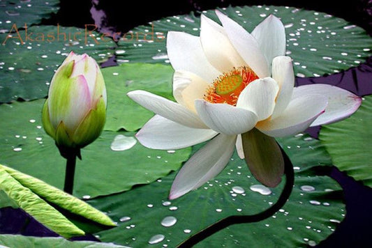 Imported Double Water Lily Flower Seeds – Pack of 20–30 Seeds | Premium Aquatic Pond Flower for Home Garden