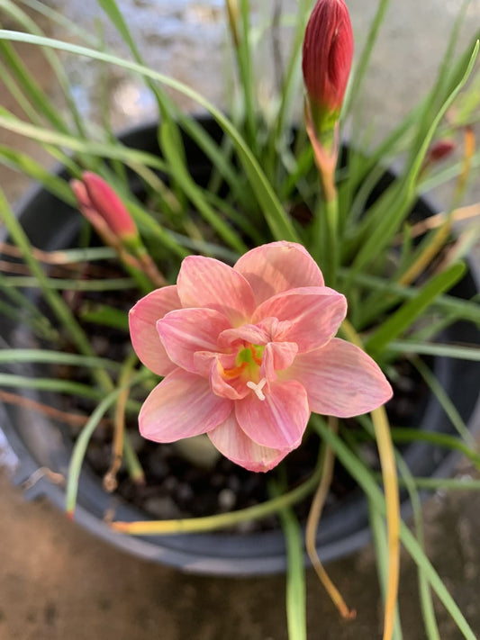Imported Rain Lily Flower Bulbs – Pack of 5 | Beautiful Seasonal Blooming Bulbs for Home & Garden
