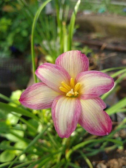 Imported Rain Lily Flower Bulbs – Pack of 5 | Beautiful Seasonal Blooming Bulbs for Home & Garden