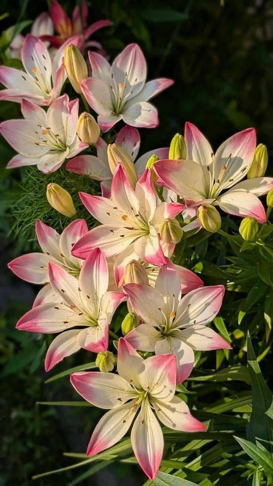 Imported Oriental Lily Flower Bulbs Size 16/18 – Premium Large Bulbs | Pack of 5 & 10
