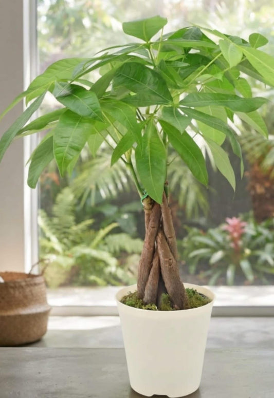 Money Tree Plant – Live Indoor Ornamental Plant for Home & Office