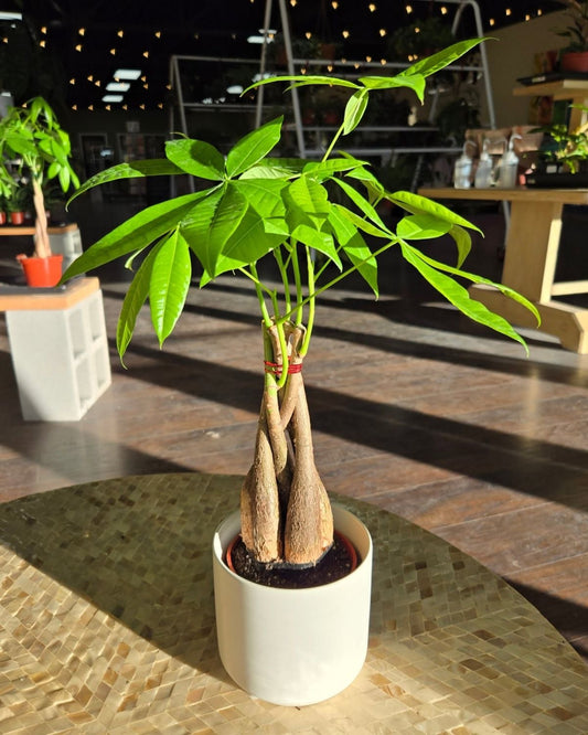 Money Tree Plant – Live Indoor Ornamental Plant for Home & Office