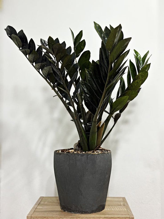 Black ZZ Plant ‘Raven’ – Live Indoor Ornamental Plant for Home & Office