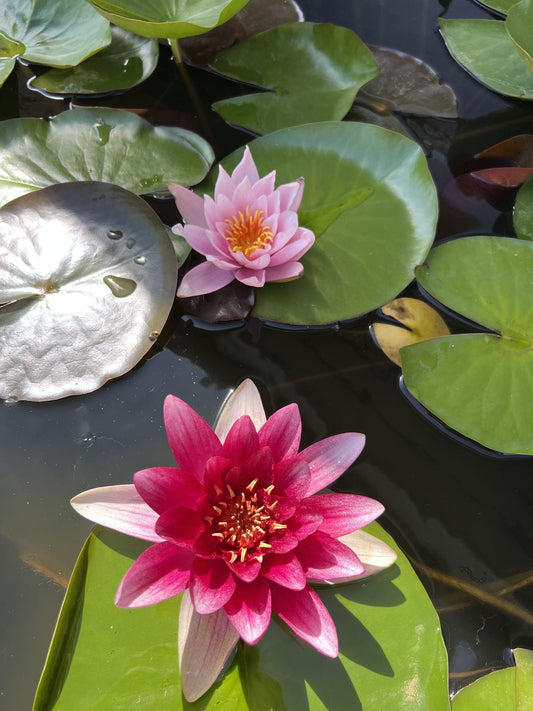 Water Flower Rhizomes – Pack of 1 | Aquatic Flowering Plant Rhizome for Pond & Water Garden