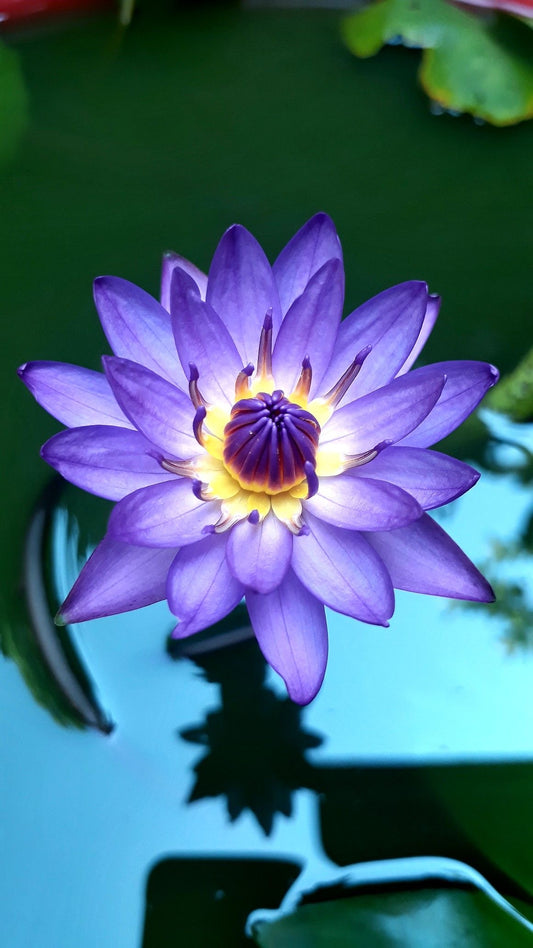 Neel Kamal Flower Rhizome Pack of 1 | Blue Water Lily