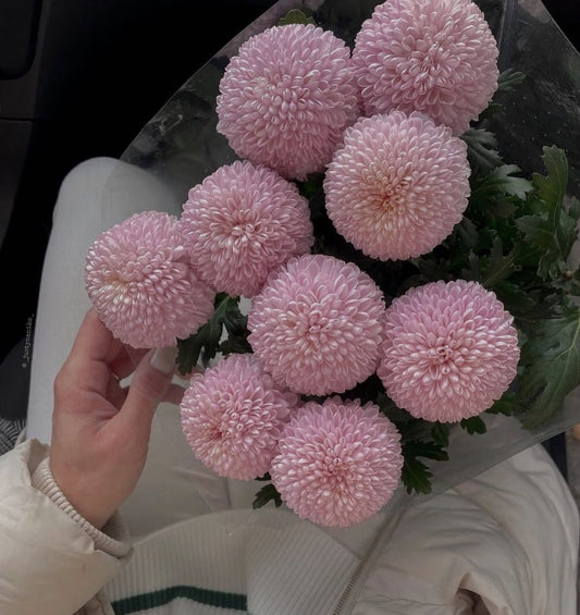 Pom Pom Chrysanthemum Flower Seeds – Pack of 60–70 Seeds