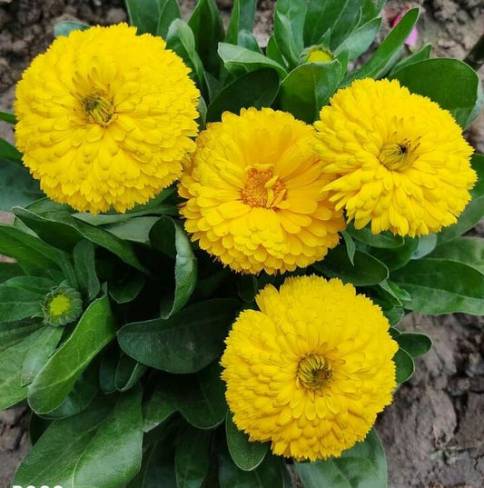 Calendula Flower Seeds – Pack of 60–70 Seeds