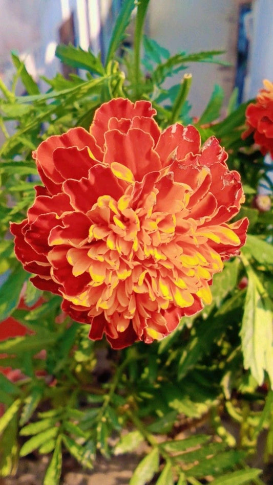 Marigold Inca Flower Seeds – Pack of 100 Seeds