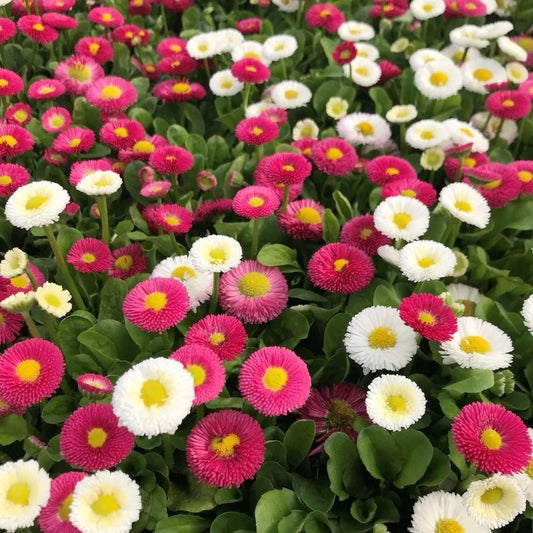 Daisy Bellis Flower Seeds – Pack of 100 Seeds