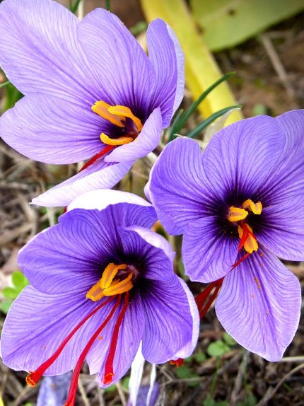 Kesar Saffron Flower Bulbs – Crocus Sativus Bulbs