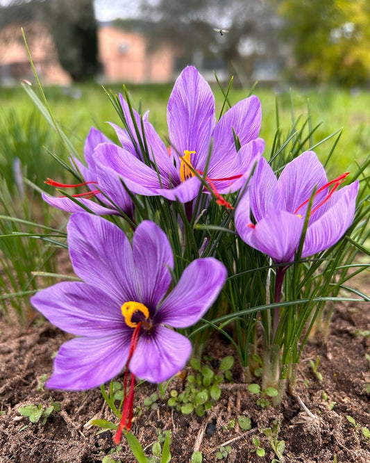 Kesar Saffron Flower Bulbs – Crocus Sativus Bulbs