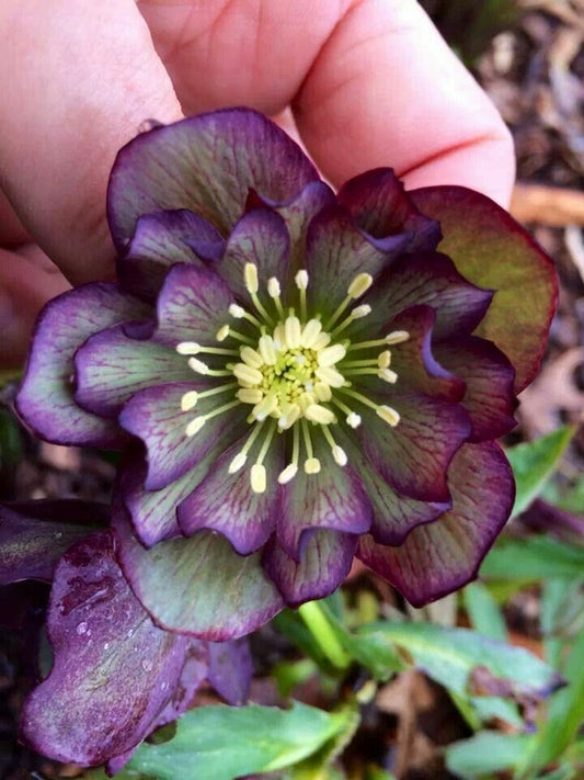 Imported Hellebore Flower Bulbs – Pack of 1 Bulb