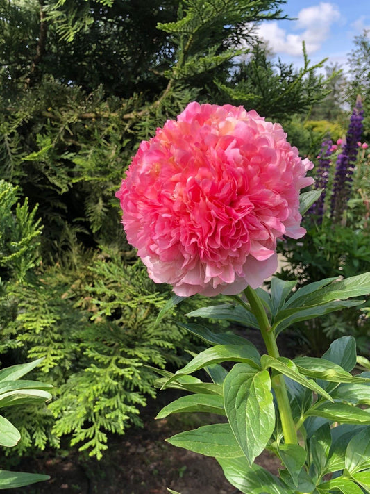 Imported Double Peony Flower Bulb – Pack of 1