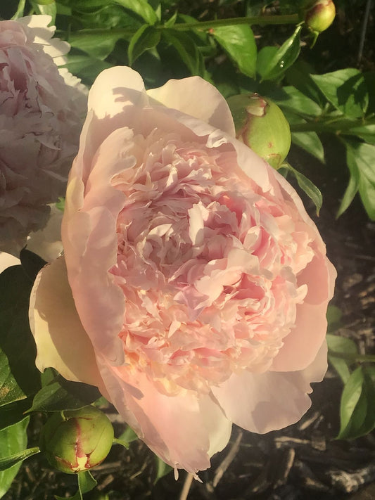 Imported Double Peony Flower Bulb – Pack of 1