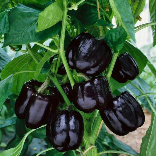 Imported Capsicum Vegetable Seeds – Pack of 100 Seeds |