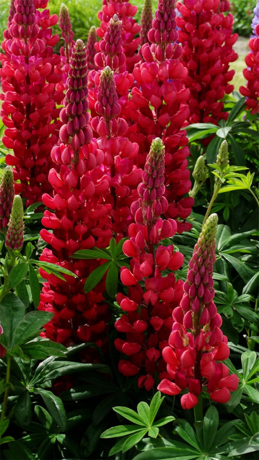 Imported Lupine Flower Seeds – Pack of 30–50 Seeds