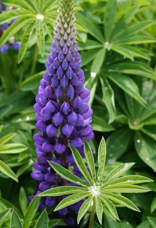 Imported Lupine Flower Seeds – Pack of 30–50 Seeds