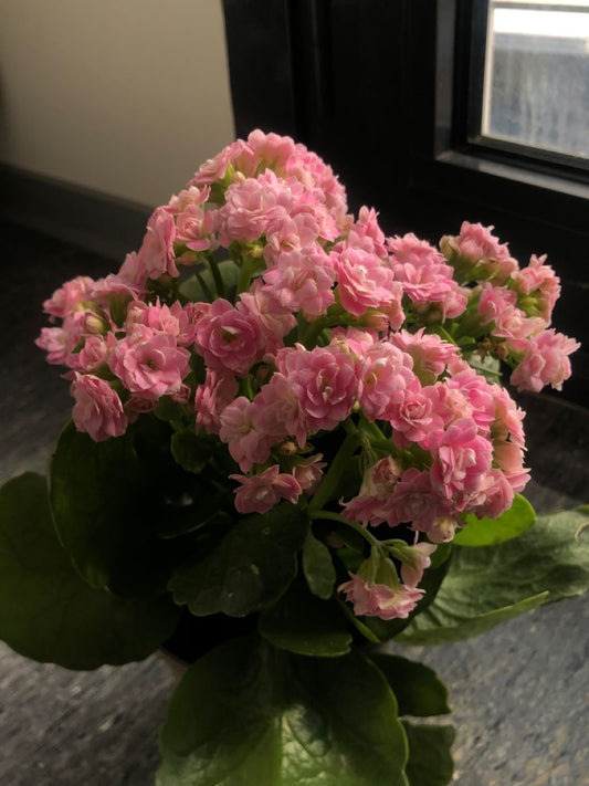 Live Kalanchoe Flowering Plant – Beautiful Indoor & Outdoor Succulent Plant | Pack of 1