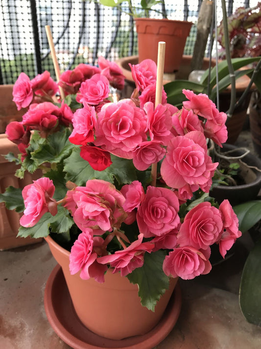 Imported Begonia Flower Bulbs – Beautiful Colorful Flowering Bulbs | Pack of 2