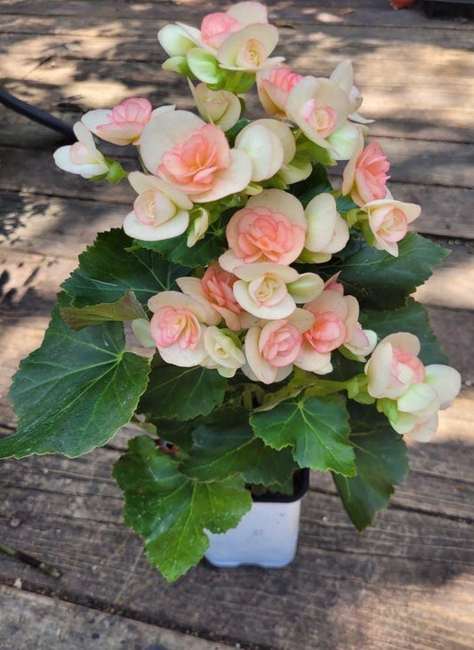 Imported Begonia Flower Bulbs – Beautiful Colorful Flowering Bulbs | Pack of 2