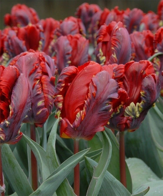 Tulip Flower Bulbs Pack of 5 | Premium Flower Bulbs
