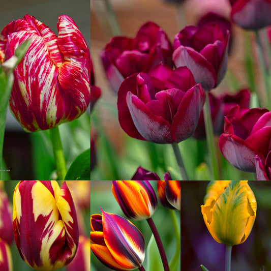 Tulip Flower Bulbs Pack of 5 | Premium Flower Bulbs