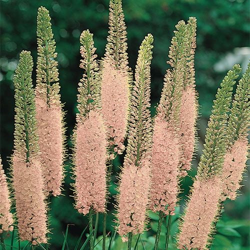 Foxtail Lily Flower Bulbs – Pack of 2